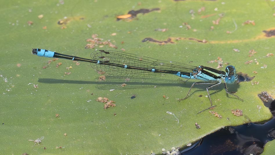 Austroagrion watsoni (Eastern Billabongfly) male-2.jpg